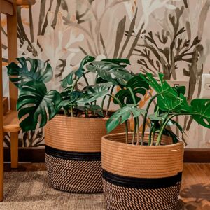 set cesto decorativo