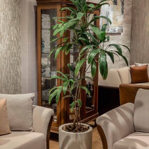 maceta con planta