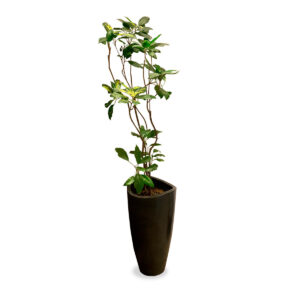 maceta con planta