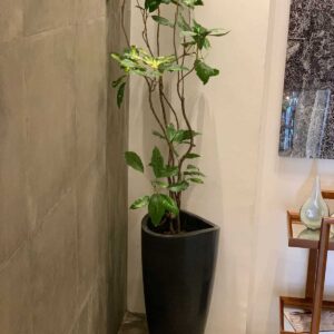 maceta con planta
