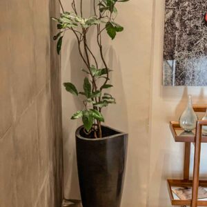 maceta con planta