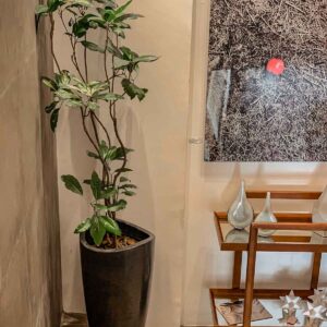 maceta con planta