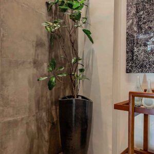 maceta con planta