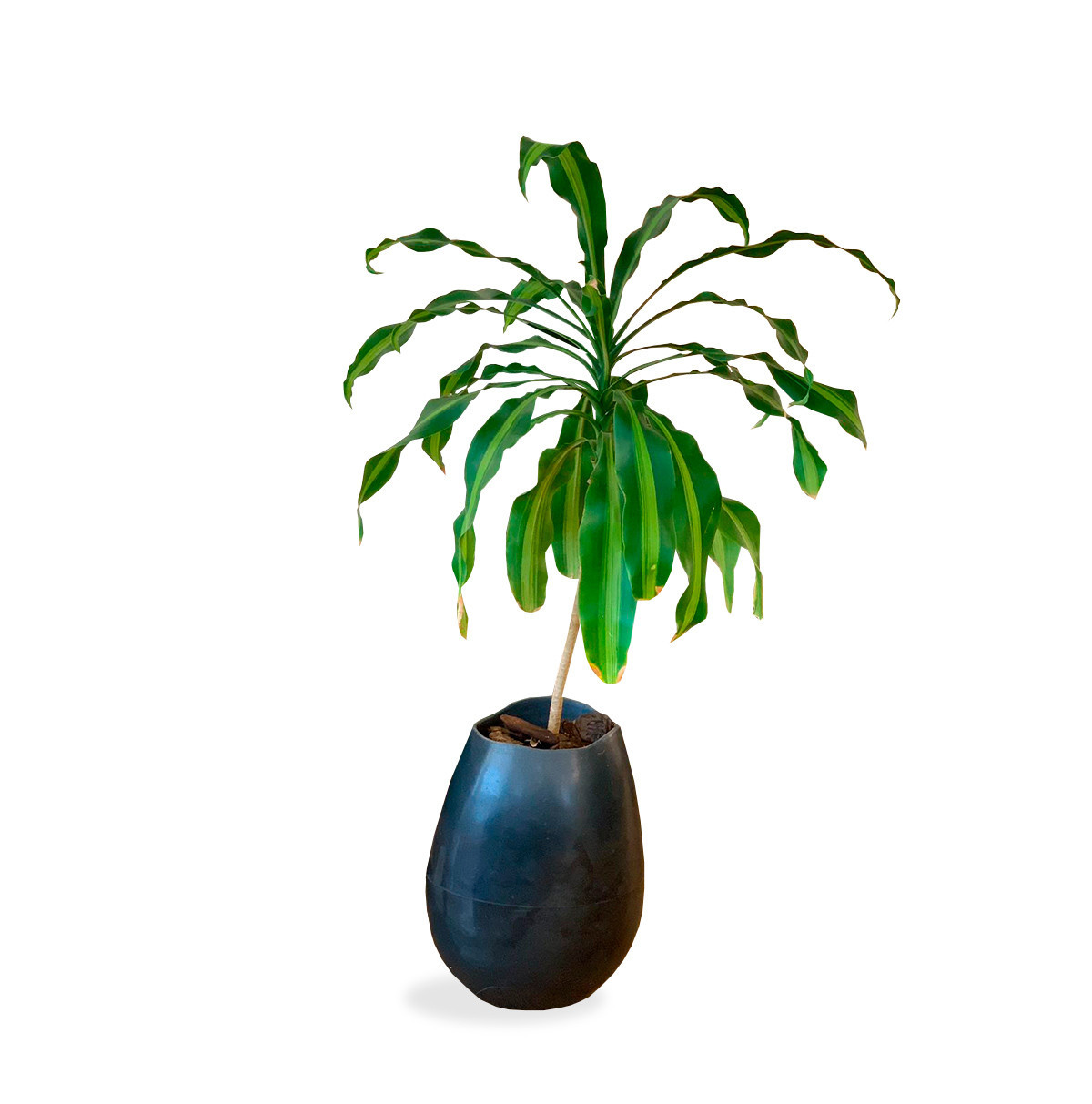 Maceta Imp5 (1) maceta con planta