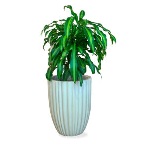 maceta con planta