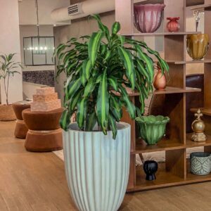 maceta con planta