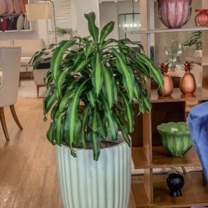 maceta con planta