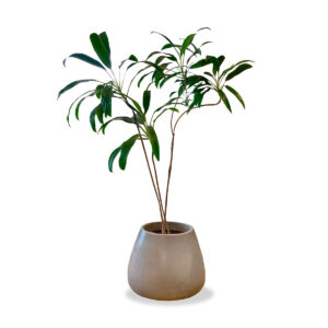 maceta con planta