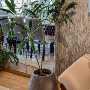 maceta con planta