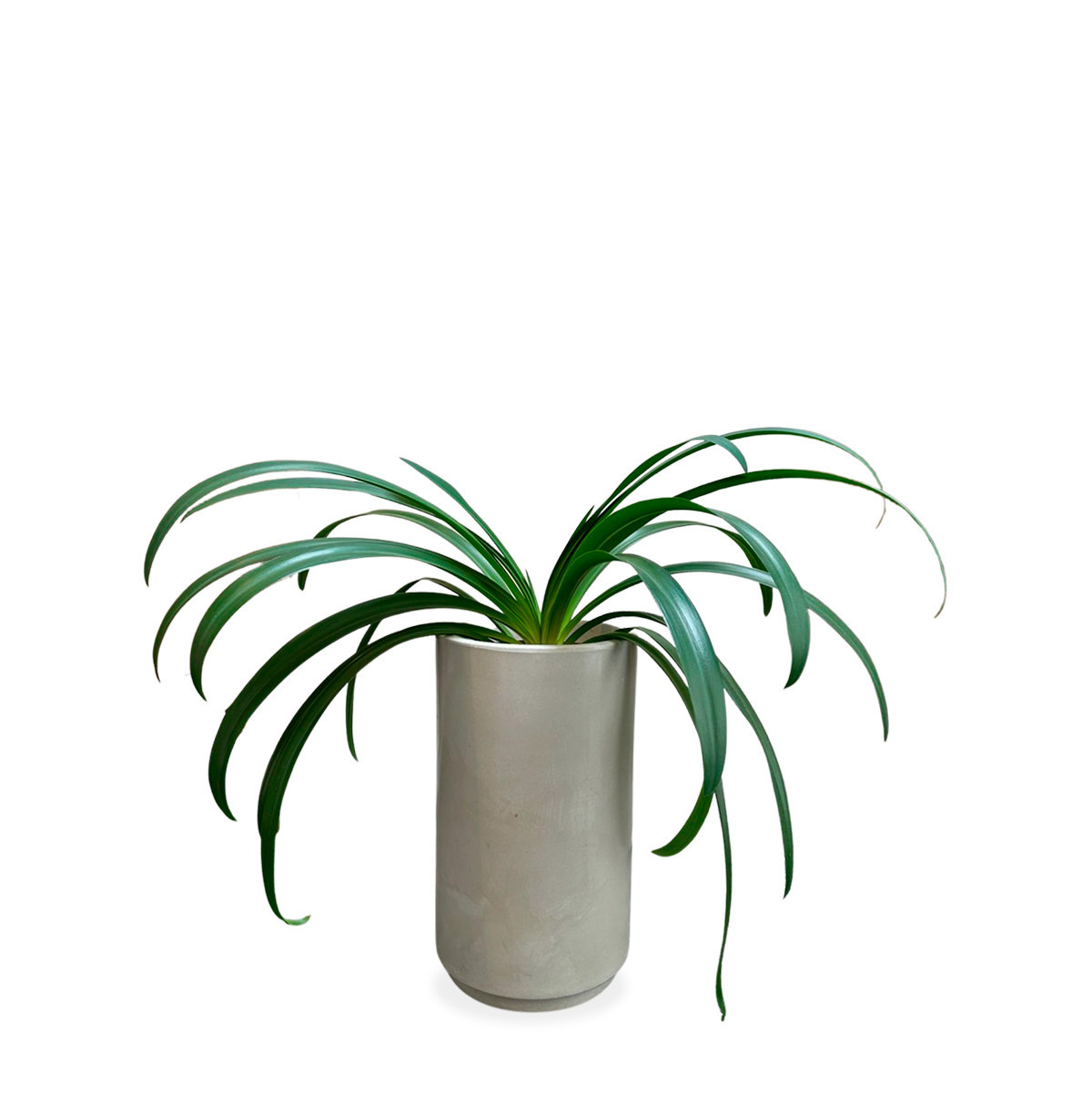 Maceta Lpz (1) maceta con planta